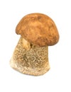 Porcine mushroom isolated Royalty Free Stock Photo