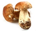 Porcini