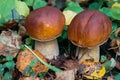 Porcini autumn in the forest. Mushroom in foliage Royalty Free Stock Photo