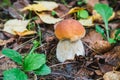 Porcini autumn in the forest. Mushroom in foliage Royalty Free Stock Photo