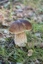 Porcini autumn in the forest. Mushroom in foliage close up Royalty Free Stock Photo