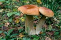Porcini autumn in the forest. Mushroom in foliage Royalty Free Stock Photo