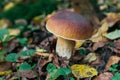 Porcini autumn in the forest. Mushroom in foliage Royalty Free Stock Photo