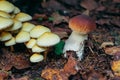 Porcini autumn in the forest. Mushroom in foliage Royalty Free Stock Photo