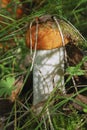 Porcini autumn in the forest. Mushroom in foliage close up Royalty Free Stock Photo