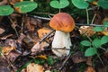 Porcini autumn in the forest. Mushroom in foliage Royalty Free Stock Photo