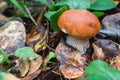 Porcini autumn in the forest. Mushroom in foliage Royalty Free Stock Photo