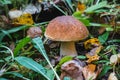 Porcini autumn in the forest. Mushroom in foliage Royalty Free Stock Photo