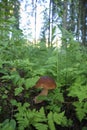 Porcini autumn in the forest. Mushroom in foliage Royalty Free Stock Photo