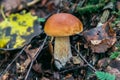Porcini autumn in the forest. Mushroom in foliage Royalty Free Stock Photo