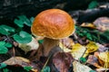 Porcini autumn in the forest. Mushroom in foliage Royalty Free Stock Photo