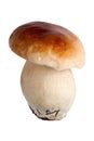 Porcini or Boletus Edulis mushroom Royalty Free Stock Photo