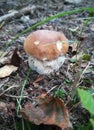 Porcini Boletus edulis mushroom in the wild Royalty Free Stock Photo