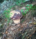 Porcini Boletus edulis mushroom in the wild Royalty Free Stock Photo