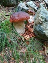 Porcini Boletus edulis mushroom in the wild Royalty Free Stock Photo