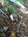 Porcini Boletus edulis mushroom in the wild Royalty Free Stock Photo