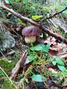 Porcini Boletus edulis mushroom in the wild Royalty Free Stock Photo