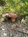 porcini (Boletus edulis) mushroom in the wild Royalty Free Stock Photo