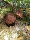 porcini (Boletus edulis) mushroom in the wild Royalty Free Stock Photo