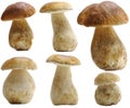 Porcini (Boletus edulis) set isolated