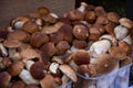 Porcini boletus mushrooms