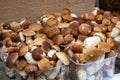 Porcini boletus mushrooms