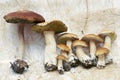 Porcini Borovik ceps on a dry grass on a white background