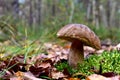 Porcini Cep White Mushroom King Boletus Pinophilus. Fungal Mycelium in moss in a forest. Big bolete mushrooms in nature. Royalty Free Stock Photo