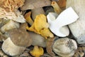 Porcini and Chanterelle mushrooms