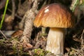 Porcini edible mushroom Boletus edulis Bull or borowik szlachetny, prawy, prawdziwek with brown cap grow in dense grass. Royalty Free Stock Photo