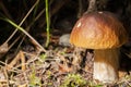 Porcini edible mushroom Boletus edulis Bull or borowik szlachetny, prawy, prawdziwek with brown cap grow in dense grass. Royalty Free Stock Photo