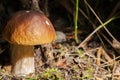 Porcini edible mushroom Boletus edulis Bull or borowik szlachetny, prawy, prawdziwek with brown cap grow in dense grass. Royalty Free Stock Photo