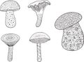 Porcini - edible mushroom. Doodle cartoon coloring page for adul