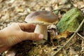Porcini forest mushroom, autumn brown boletus, cap. Wild penny bun, cep Royalty Free Stock Photo