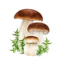 Porcini forest mushroom with green moss. Watercolor illustration. Hand drawn boletus edulis fungus. Porcini fresh edible