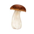 Porcini fresh mushroom. Watercolor painted illustration. Hand drawn boletus edulis fungus single image. Porcini edible