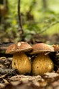 Porcini fungi on the litter