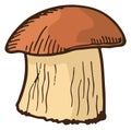 Porcini fungus. Natural forest mushroom color icon