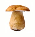 Porcini Mushroom