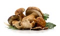 Porcini Mushroom