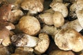 Porcini Mushroom Royalty Free Stock Photo