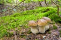 Porcini mushroom Royalty Free Stock Photo