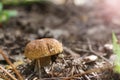 Porcini mushroom in autumn forest Royalty Free Stock Photo