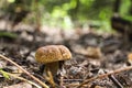 Porcini mushroom in autumn forest Royalty Free Stock Photo