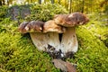 Porcini Mushroom Autumn Forest