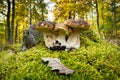 Porcini Mushroom Autumn Forest