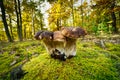 Porcini Mushroom Autumn Forest