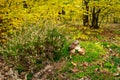 Porcini Mushroom Autumn Forest