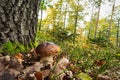 Porcini Mushroom Autumn Forest