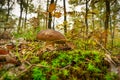 Porcini Mushroom Autumn Forest